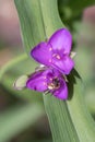 Tradescantia x andersoniana Karminglut, lilac-red Dayflower with bumblebee